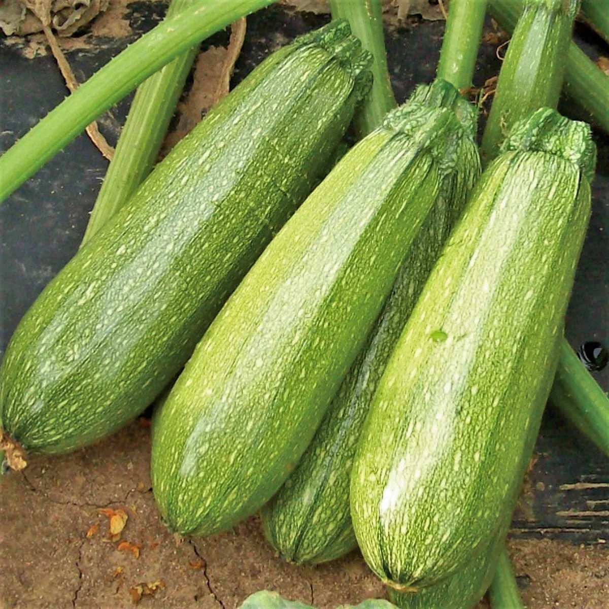 - Grey Zucchini Seeds - 20+ Count - for 2025 Planting Mexican Gray Zucchini Summer